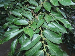 Bridelia micrantha