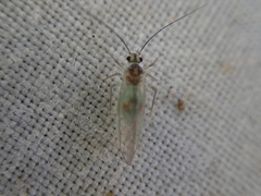 Stenopsocus immaculatus