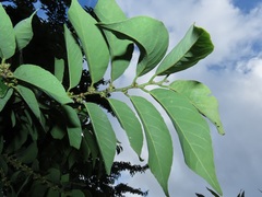 Bridelia micrantha