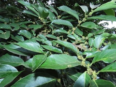 Bridelia micrantha