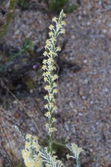 Struthiola confusa