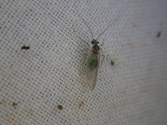 Stenopsocus immaculatus