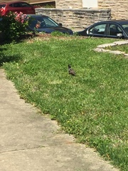 Sturnus vulgaris