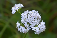 Valeriana alpestris