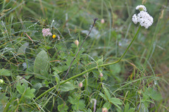 Valeriana alpestris
