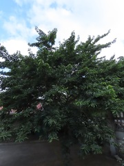 Bridelia micrantha
