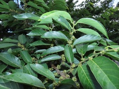 Bridelia micrantha