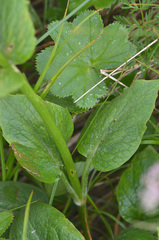 Valeriana alpestris