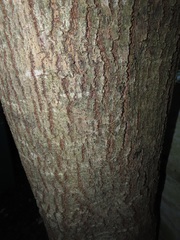 Bridelia micrantha