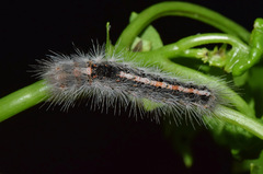 Euproctis punctifera