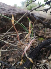 Anacampseros filamentosa
