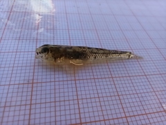 Knipowitschia panizzae