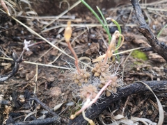 Anacampseros filamentosa