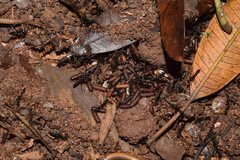 Leptogenys intermedia