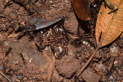 Leptogenys intermedia