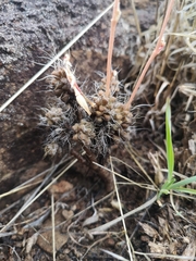 Anacampseros filamentosa