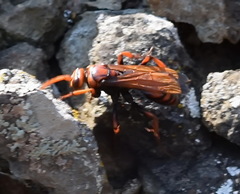 Cryptocheilus rubellus