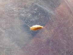 Nicoletiidae