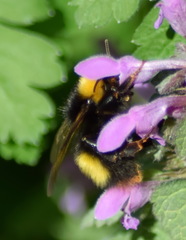 Bombus haematurus