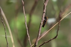 Ellipsidion reticulatum