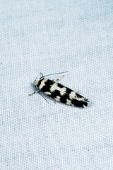Lichenaula melanoleuca