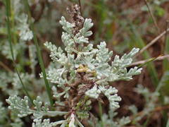 Artemisia caerulescens gallica