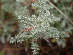 Artemisia caerulescens gallica