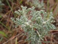 Artemisia caerulescens gallica