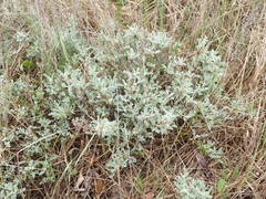 Artemisia caerulescens gallica