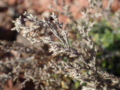Artemisia caerulescens gallica