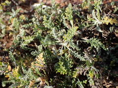 Artemisia caerulescens gallica