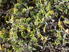 Artemisia caerulescens gallica