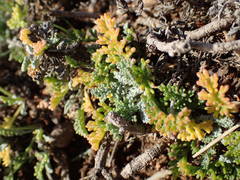 Artemisia caerulescens gallica