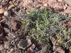 Artemisia caerulescens gallica