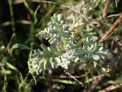 Artemisia caerulescens gallica