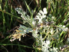Artemisia caerulescens gallica