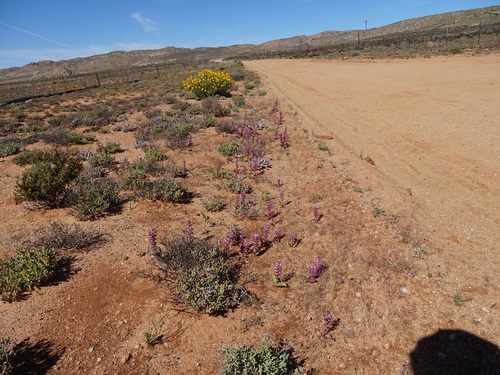 Image of Lachenalia carnosa by no rights reserved