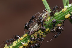 Dolichoderus