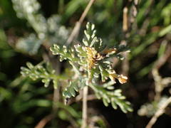 Artemisia caerulescens gallica
