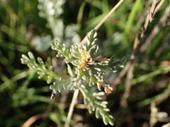 Artemisia caerulescens gallica