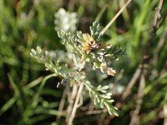 Artemisia caerulescens gallica