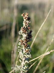 Artemisia caerulescens gallica