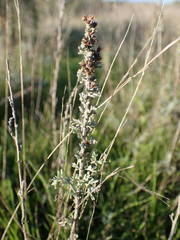 Artemisia caerulescens gallica