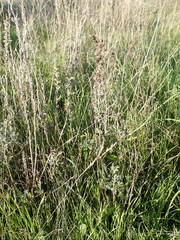Artemisia caerulescens gallica