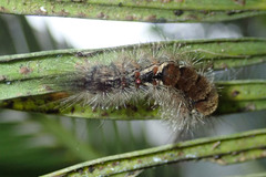 Dasychira