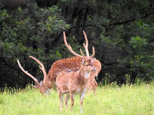 Chital