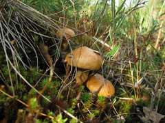 Suillus variegatus