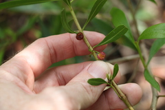 Myoporum acuminatum