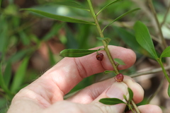 Myoporum acuminatum