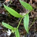 Schelhammera multiflora - Photo (c) ryanthughes, algunos derechos reservados (CC BY-NC)